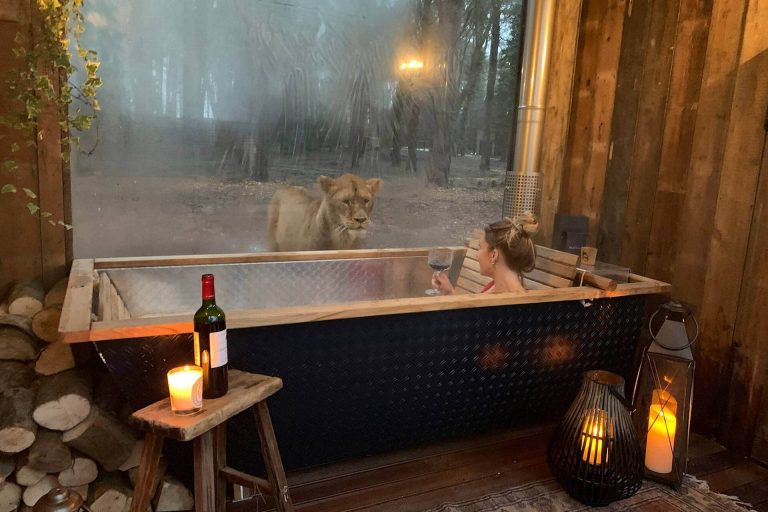Ebben a hotelben fürdés közben is farkasszemet nézhetsz az oroszlánokkal