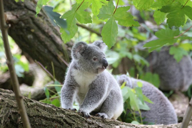 Újabb hőstett: az óceánból mentették ki a koalát