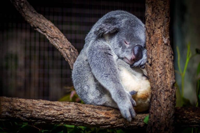 Veszélyeztetett fajjá válhat a koala a borzalmas ausztrál bozóttüzek miatt