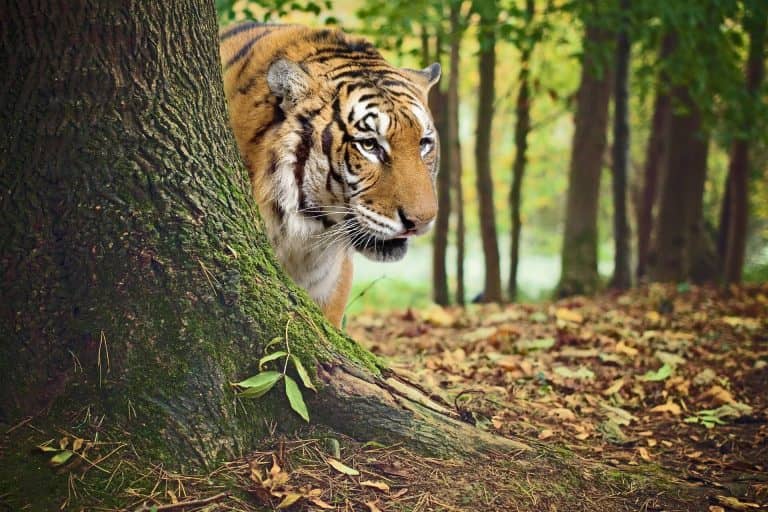 Egyszerűen csodálatos: a tigris sétája az öt kölykével az erdőn keresztül