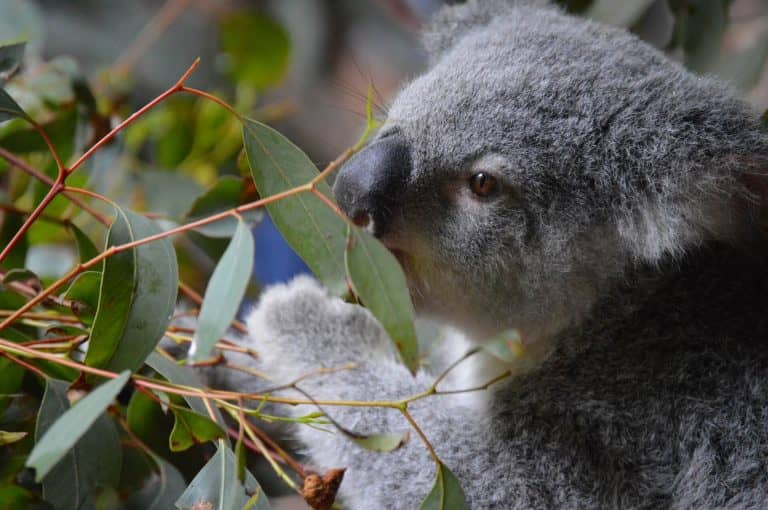 A koala megosztotta a vizet a család kutyájával Ausztráliában: videó