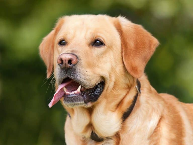 Most megtudhatod, valójában mennyi idős a Labradorod