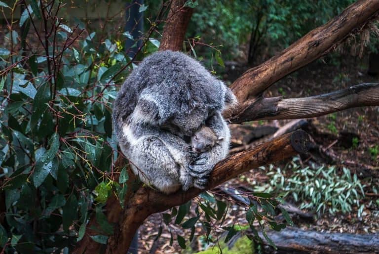 A kutya, aki az élete kockáztatásával koalákat ment az ausztrál tüzekben