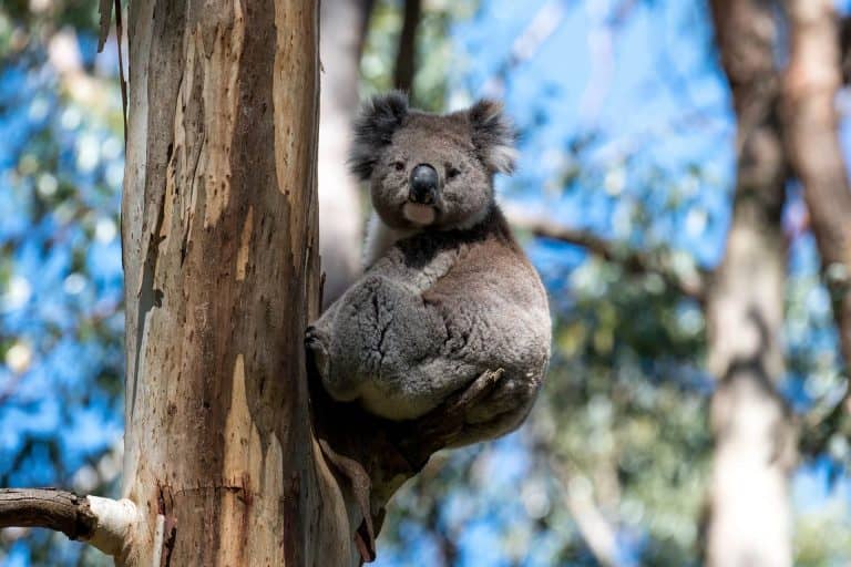 Egy megható művészi alkotás az Ausztráliában elhunyt állatok tiszteletére