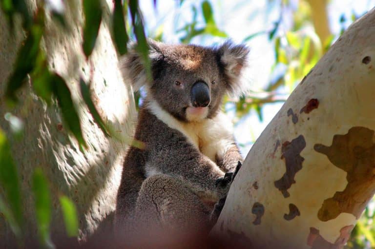 Tudtad, hogy a koalák csak pár órát vannak ébren?