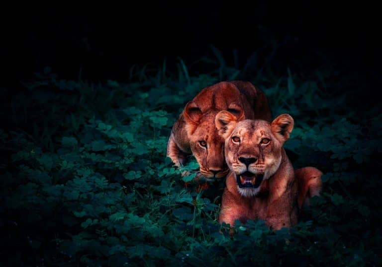 Úgy játszik az oroszlánokkal, mintha kismacskák lennének: csodálatos
