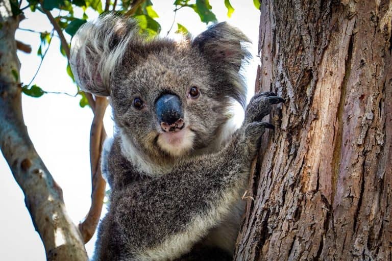 Szívszorító: az autóút közepén iszik a földről a koala