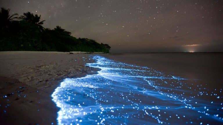 Fluoreszkáló planktonok világították meg az egyik mexikói strandot