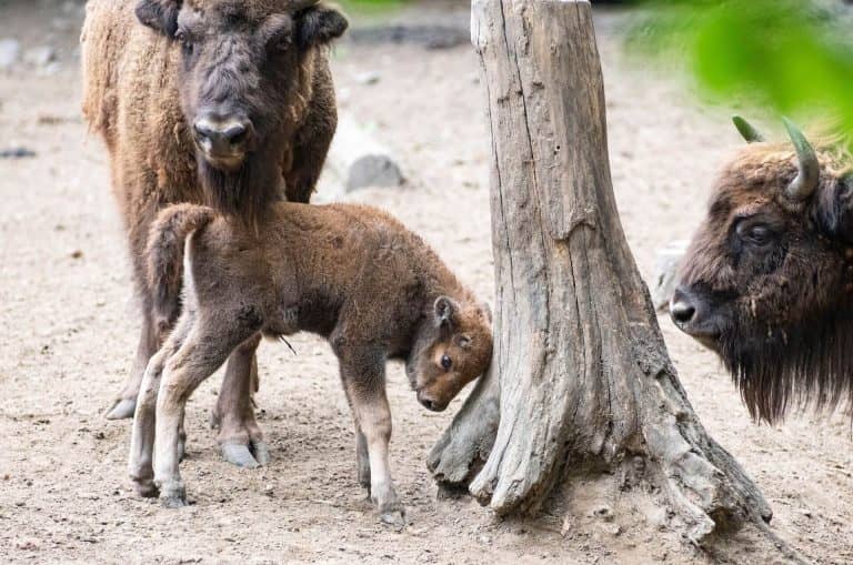 Szerdától újra várja a látogatókat a Budapesti Állatkert