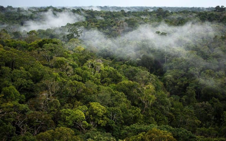 Úgy irtják az Amazonas esőerdőit, mintha nem lenne holnap