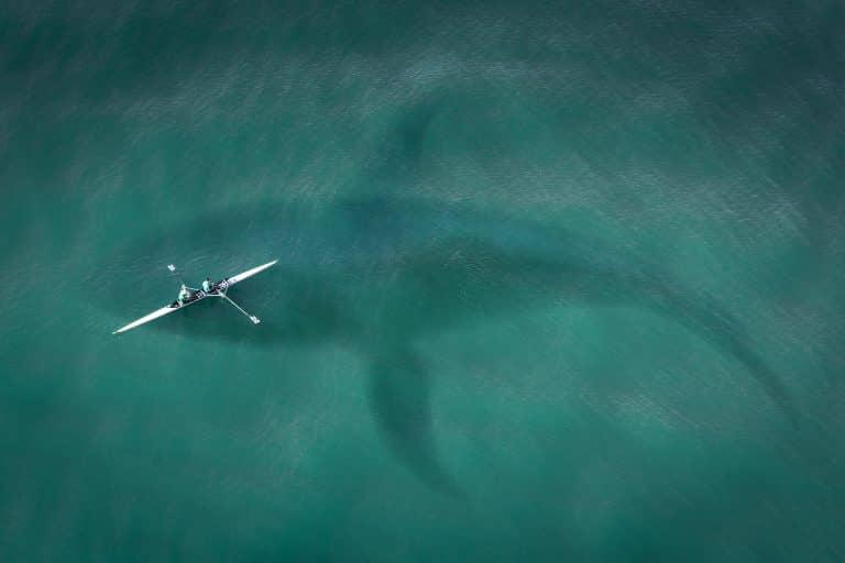 Gyanútlan szörfösök alatt ólálkodott egy óriási fehér cápa