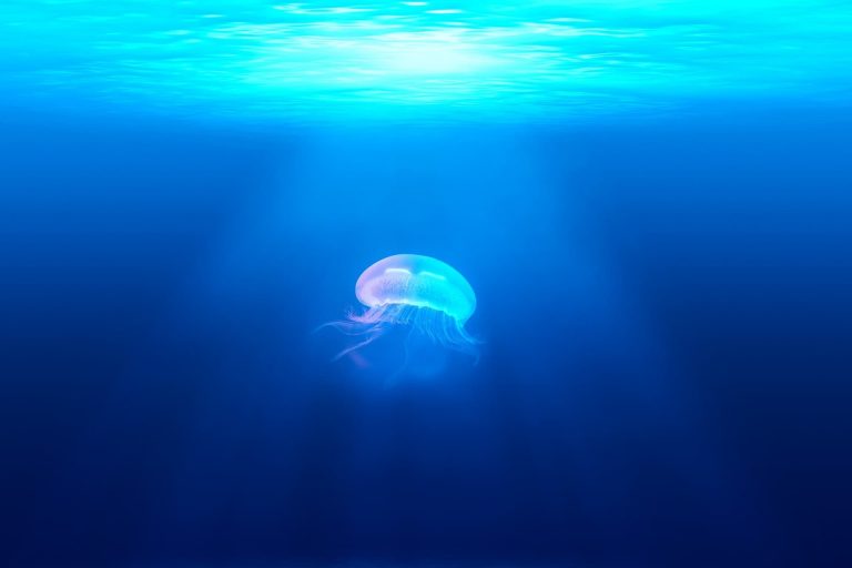 Gigantikus méretű, rendkívül ritka medúzát találtak az Adriai-tengerben (videó)
