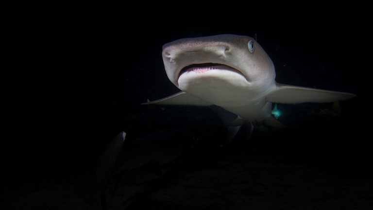 Tragédia közelében: ausztrál tinédzserek hatalmas fehér cápára bukkantak