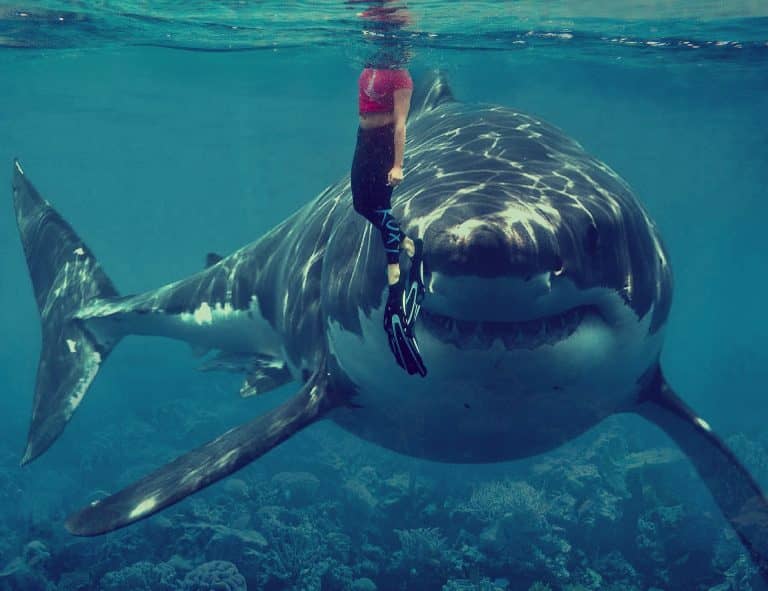 Hátborzongató felvételek: egy férfi puszta kézzel kapott el egy cápát