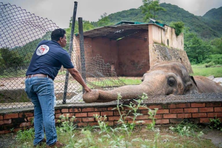 35 év után költözhet egy állatszentélybe a világ legmagányosabb elefántja