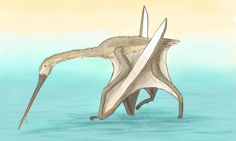 A pteroszauruszok a gólyákhoz hasonlóan a vízben lépkedve vadászhattak zsákmányaikra