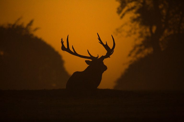 Az emberek a vadvilági állatfajok körében is berobbanthatják a koronavírus-járványt