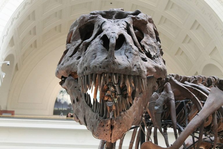 Rekordösszeget fizettek egy hatalmas T-Rex csontvázért – videóval