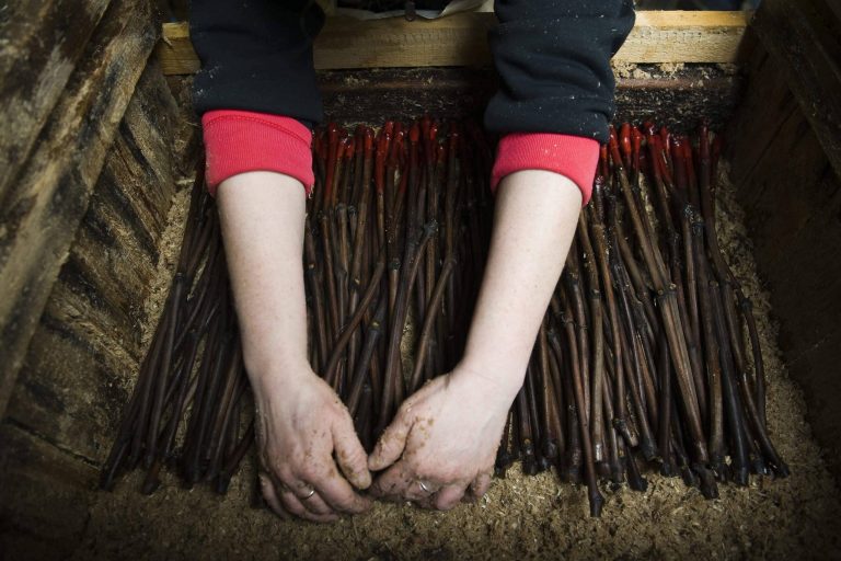 Oltványkereskedőket bírságolt meg a Nébih