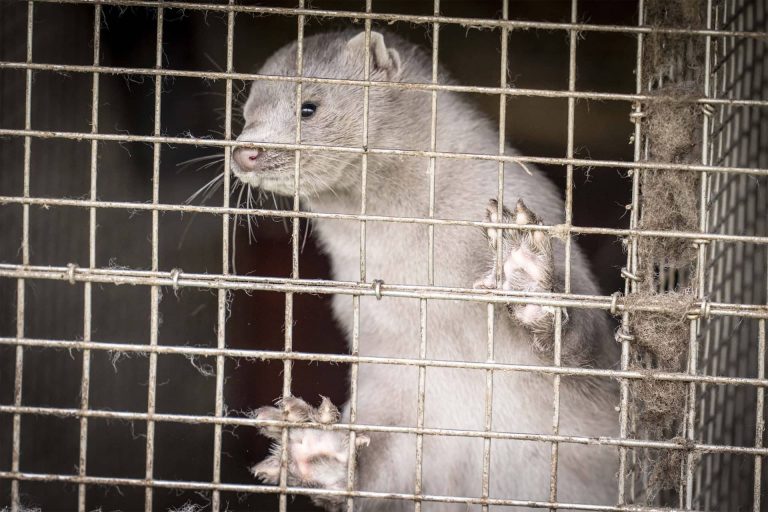 Már a görögök nyércfarmjain is megjelent a koronavírus