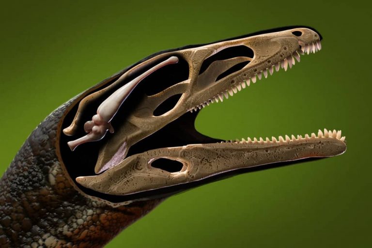 Soha nem látott részletességgel alkották újra az egyik legősibb dinoszaurusz agyszerkezetét