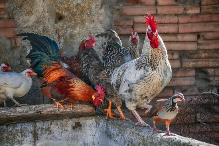 Azonnali hatállyal elrendelték a baromfik kötelező zártan tartását