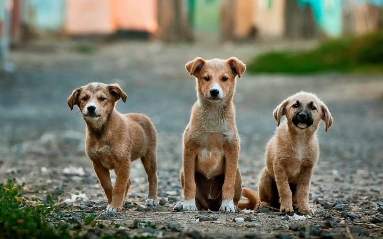 Remek hírt kaptak a magyar kutyások szilveszterre