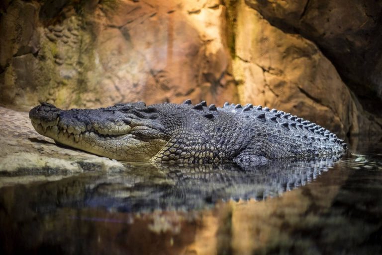 A brazil elnök figyelmeztet: a koronavírus elleni oltás „krokodilokká” változtathatja az embereket