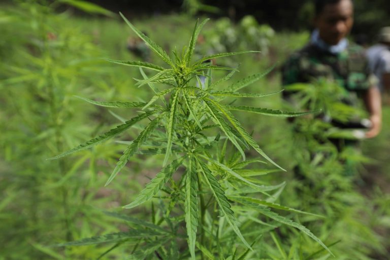 Kannabiszból készült fogásokat szolgálnak fel egy thaiföldi étteremben