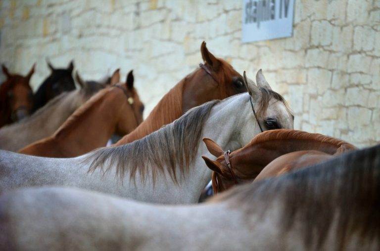 Kegyetlen támadás Borsodban, fa karókkal ütötték vizelés közben a lóüzlet után