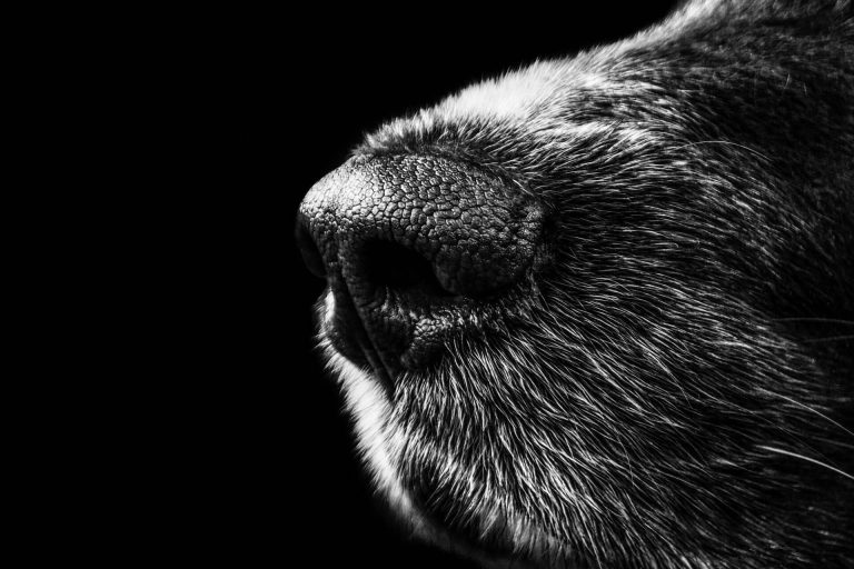 Különlegesen kiképzett ‘szuper-kutyák’ szagolják ki a koronavírust