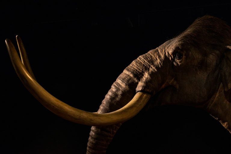 A világ legősibb DNS-ét vonták ki szibériai mamutokból