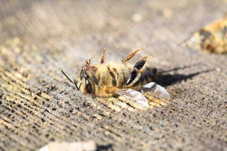 Addig akarja zaklatni a Monsanto Mexikót, amíg meg nem szüntetik a glifozát tiltását