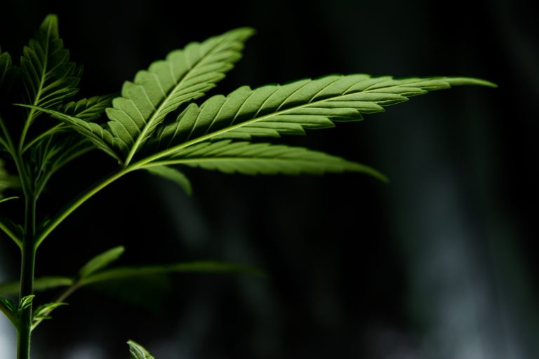 A kannabisz vezető szerepet tölthet be a thaiföldi mezőgazdaságban