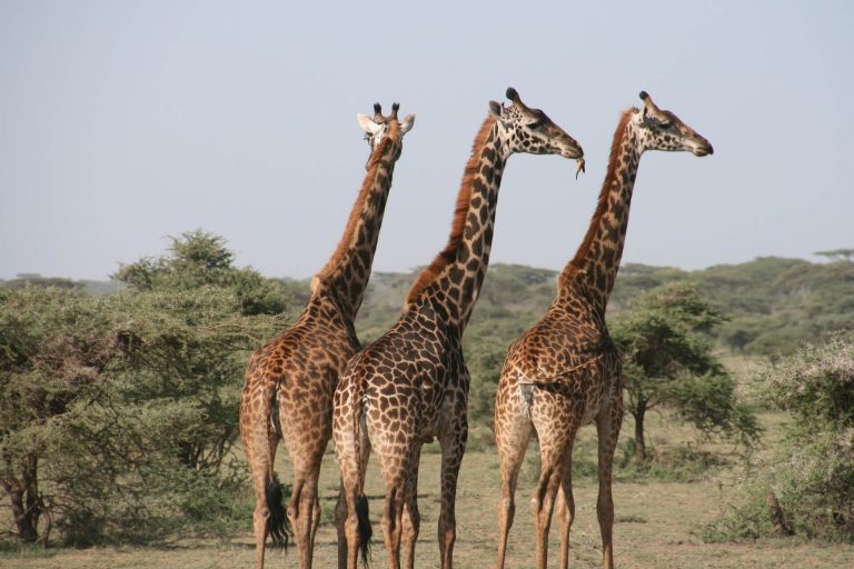 Szörnyű halált halt három zsiráf egy kenyai rezervátumban, nagy a felháborodás