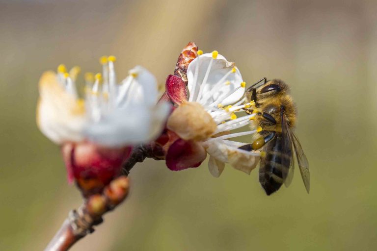 A Bayerrel szemben döntött az EU a méhek védelméről