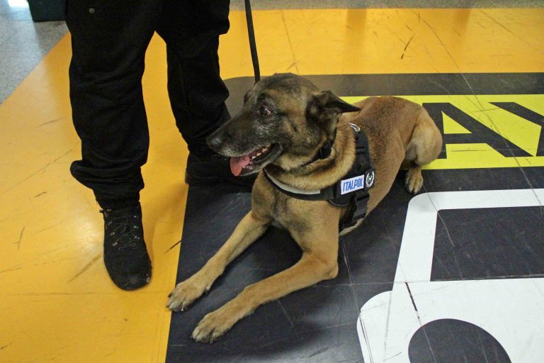 Közel 100 százalékos hatékonysággal szimatolják ki a kutyák a koronavírus-betegeket egy finn repülőtéren