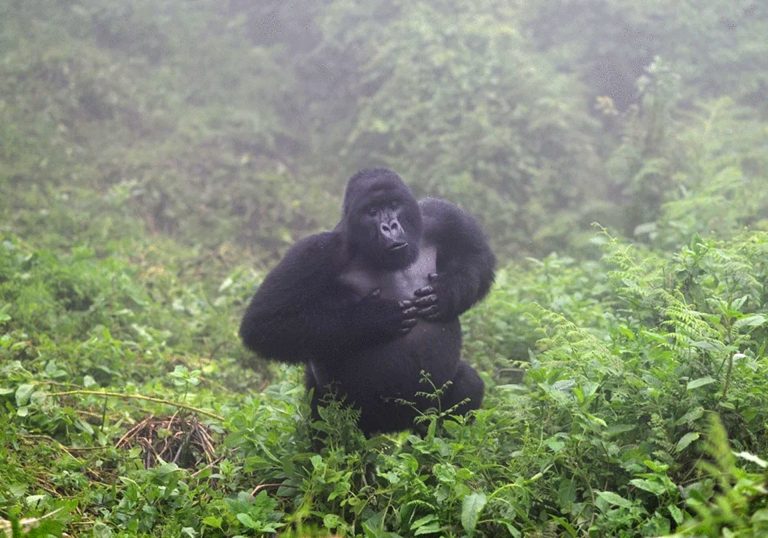 Kisokos – miért verik a mellüket a gorillák?