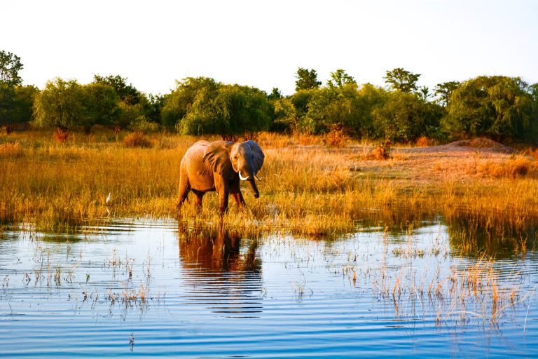 Veszélyeztetett elefántokra ad el kilövési jogot Zimbabwe