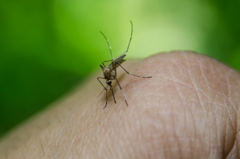 Forradalmi malária elleni vakcinát fejlesztett ki az Oxfordi Egyetem