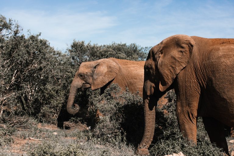 Orvvadásszal végezhettek az elefántok Afrikában