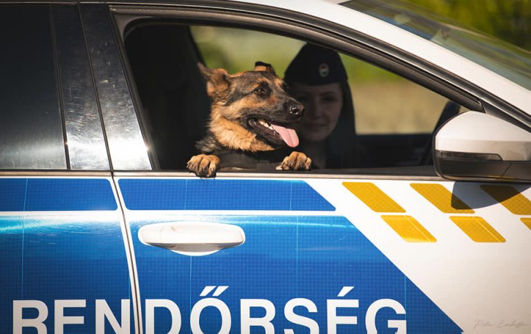 Felépült és szerető gazdit keres a kutyus, akit egy fához kötve találtak januárban