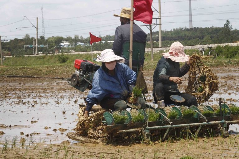 Észak-Korea állítja, az árván maradt gyerekek „önként” mennek farmra és bányákba dolgozni