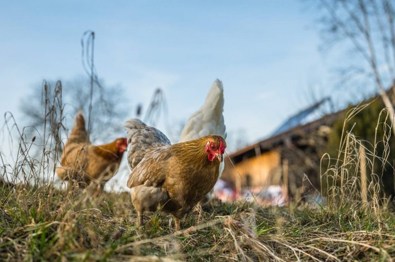 Hivatalos: már nem kötelező zártan tartani a baromfikat