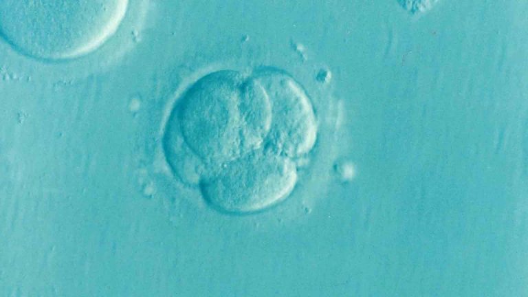 Életben tarthatják a laboratóriumban klónozott mesterséges embriókat