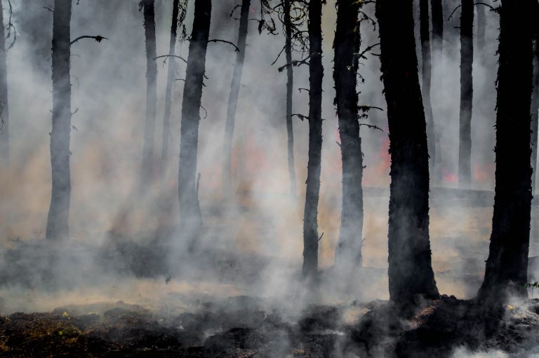 Az erdőre is átterjedtek a lángok a kigyulladt kamionról Kunszállásnál