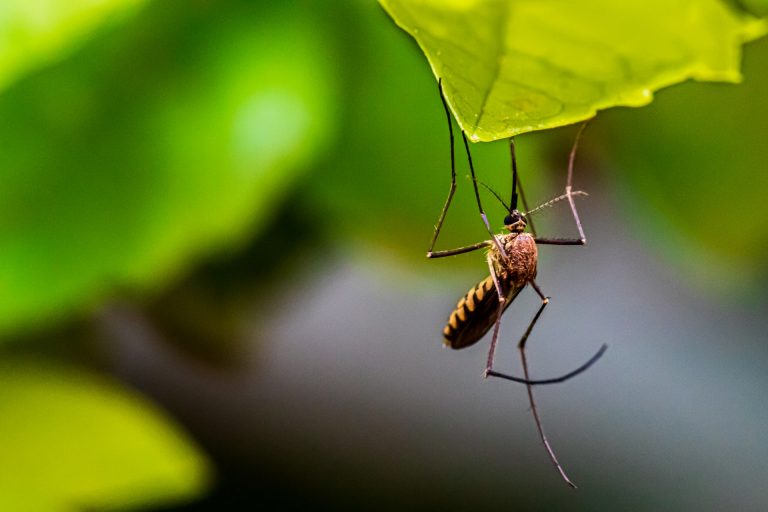 Megérkeztek a trópusi betegségeket terjesztő szúnyogfajok Magyarországra