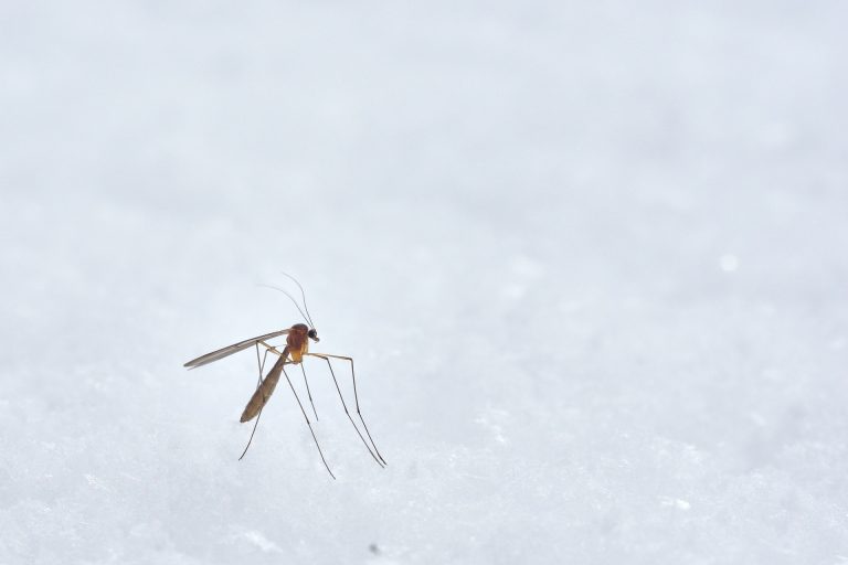 Súlyos egészségügyi problémákat okozhatnak az inváziós szúnyogfajok Magyarországon