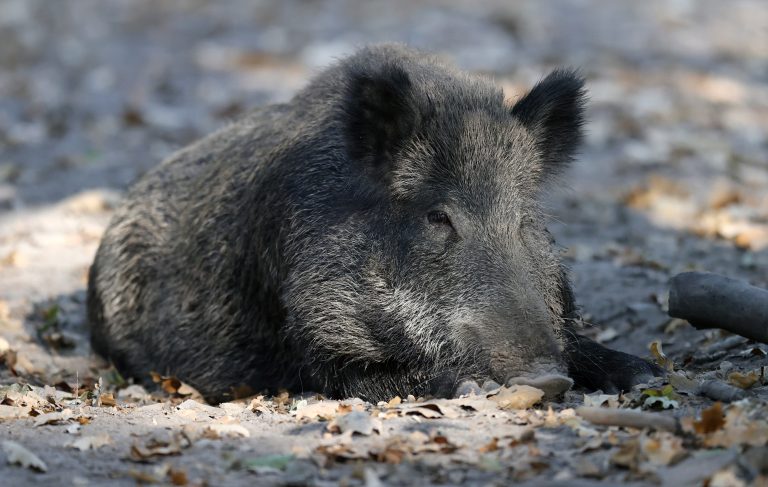 Komoly veszély bukkant fel, afrikai sertéspestissel fertőzött vaddisznót találtak Magyarországon