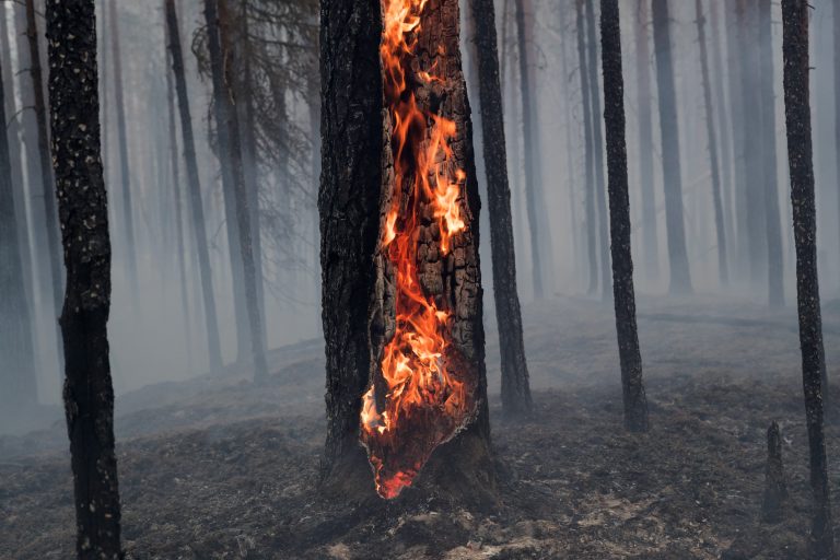 Hárommillió hektáron pusztítanak a lángok Oroszországban